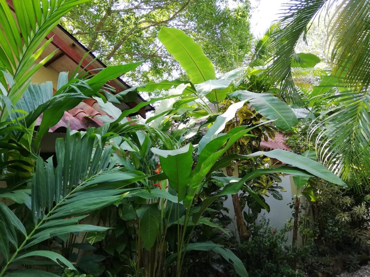 Funky Monkey Lodge Playa Santa Teresa  Ngoại thất bức ảnh
